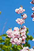 Cherry flowers during spring in a blue sky