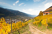 an autumnal view of the village of Naturns in the sunrise light with wineyards in the foreground, Vinschgau, Bolzano province, South Tyrol, Trentino Alto Adige, Italy, Europe