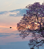 Northern Pantanal, Brazil