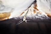 Svalbard, arctic tern, Spitsbergen, Norway