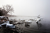 Whooper swans in Lake Kussharo, Hokkaido, Japan