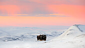 Dovrefjell National Park, Oppdal, Norway