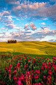The cypress trees in the Val d' Orcia , San Quirico d' Orcia , Tuscany