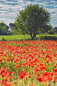 Europe, Italy, poppies in Franciacorta, province of Brescia