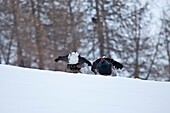 Kampf zwischen zwei schwarzen Affen im Schnee Valgerola Valtellina Lombardei Italien Europa