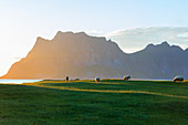 Sheep grazing in the green meadows lighted up by midnight sun reflected in sea Uttakleiv Lofoten Islands Northern Norway Europe