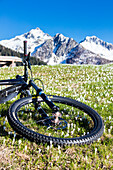 Mountainbike auf grünen Wiesen bedeckt von Krokus in Blüte Albaredo Tal Orobie Alpen Valtellina Lombardei Italien Europa