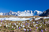Bunte Krokus in Wiesen umrahmt von schneebedeckten Gipfeln Alpe Granda Sondrio Provinz Masino Tal Valtellina Lombardei Italien Europa