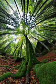 Wide angle photo of one beech tree in Masino forest, Valmasino, Province of Sondrio, Lombardy, Italy