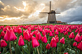 Windmill and tulips fields, Alkmaar polder, Netherlands