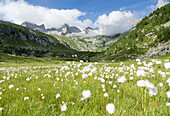 Baumwollgras blüht im Porcellizzo-Plan, Val Masino Alpen, Italien