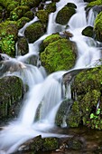 Quinault Falls