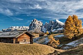 Alpe di Siusi Seiser Alm, Dolomites, South Tyrol, Italy Autumn colors on the Alpe di Siusi Seiser Alm with the Sella, Sassolungo Langkofel and the Sassopiatto Plattkofel in the background