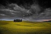 Cypresses, San Quirico d'Orcia, Tuscany, Italy Stormy weather