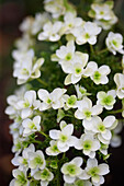 Zierliche weiße, sommerblühende Hortensie 'snowflake' - Blüte