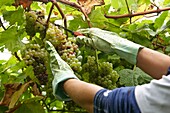 Txakoli grape harvest, Getaria, Gipuzkoa, Guipuzcoa, Basque Country, Spain