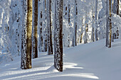 Snow covered beech forest in winter, Schauinsland, Black Forest, Freiburg im Breisgau, Baden Wurttemberg, Germany.