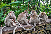 Group of macaques at Secred Monkey Forest Sanctuary, Bali Island.