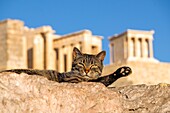 The cat of the hill in front of the Acropolis in Athens, Greece