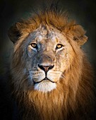 Portrait of male lion