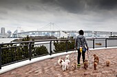 Dog walker in Tokyo Bay at Rainbow Bridge Tokyo
