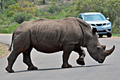 White rhinoceros or Square-lipped rhinoceros (Ceratotherium simum), adult male crossing a paved road, in front of a tourist vehicle, Kruger National Park, South Africa, Africa.