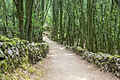 Verwunschener Weg im Wald am Castellu di Cucuruzzu, Levie, Südkorsika, Korsika, Südfrankreich, Frankreich, Südeuropa, Europa