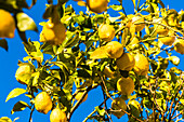 Ripe fruits at a lemon tree as a colour contrast to the blue sky, Valldemossa, Mallorca, Spain