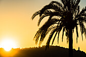 Sonnenuntergang im Hafen mit Palme und Blick auf den Leuchtturm, Port de Sóller, Mallorca, Spanien
