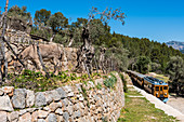 Die historische Eisenbahn passiert einen Hang mit Esel und Olivenbäumen im Tramuntanagebirge, Sóller, Mallorca, Spanien