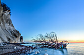 Tree, driftwood on the beach, Chalk Cliffs, White Cliffs of Moen, Moens Klint, Isle of Moen, Baltic Sea, Denmark