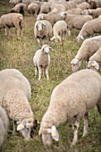 lamb in between other sheeps at meadow, sheep farming, Giengen on the Brenz River, Baden-Wuerttemberg, Germany