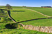 Kehrlandschaft mit trockenen Steinmauern im Frühjahr, Peak District Nationalpark, in der Nähe von Litton, Derbyshire, England, Großbritannien, Europa