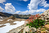Colourful flowers in bloom framed by rocky peaks, Joriseen, Jorifless Pass, canton of Graubunden, Engadine, Switzerland, Europe