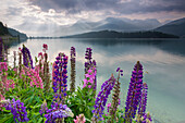 The multi coloured lupins frame the calm water of Lake Sils at dawn, Maloja, canton of Graubunden, Engadine, Switzerland, Europe
