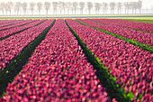 Die bunten Felder der Tulpen in der Blüte und Bäume auf dem Lande im Morgengrauen, De Rijp, Alkmaar, Nordholland, Niederlande, Europa