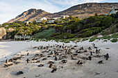Mutter und Baby Afrikanischer Pinguin (Jackass Pinguin) (Spheniscus Demersus) Kolonie, Boulders Beach, Kap der Guten Hoffnung, Südafrika, Afrika