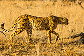 South African cheetah (Acinonyx jubatus jubatus), Kalahari Transfrontier Park, South Africa, Africa