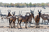 Etosha Nationalpark, Namibia, Afrika