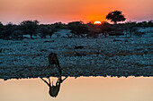 Giraffe reflected in the water of a waterhole, Okaukuejo Rest Camp, Etosha National Park, Namibia, Africa