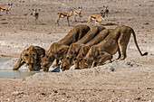 Löwen (Panthera Leo) an einem Wasserloch im Etosha Nationalpark, Namibia, Afrika