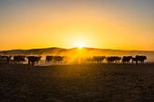 Hintergrundbeleuchtung von Rindern auf dem Weg nach Hause bei Sonnenuntergang, Twyfelfontein, Damaraland, Namibia, Afrika