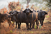 Afrikanischer Büffel (Syncerus Caffer), Uganda, Afrika
