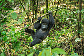 Berggorilla (Beringei beringei), Bwindi Impenetrable Forest, UNESCO Weltkulturerbe, Uganda, Afrika