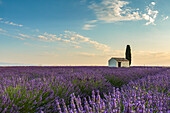 Ländliches Haus mit Baum in einer Lavendelpflanze, Plateau de Valensole, Alpes-de-Haute-Provence, Provence-Alpes-Côte d'Azur, Frankreich, Europa
