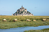 Schafe, die mit dem Dorf im Hintergrund weiden, Mont-Saint-Michel, UNESCO-Weltkulturerbe, Normandie, Frankreich, Europa