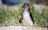 South African penguin (jackass penguin) at Boulders Beach in Simon's Bay on the Cape Peninsula, South Africa, Africa
