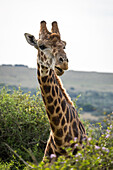 Porträt einer Giraffe im Amakhala Game Reserve auf dem Eastern Cape, Südafrika, Afrika