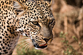 Portrait of a leopard (Panthera pardus), Samburu National Reserve, Kenya, East Africa, Africa