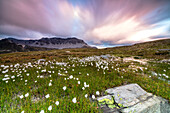 Pink sky frames cotton grass at dawn, Laghetto Alto Scorluzzo, Bormio, Braulio Valley, Valtellina, Lombardy, Italy, Europe